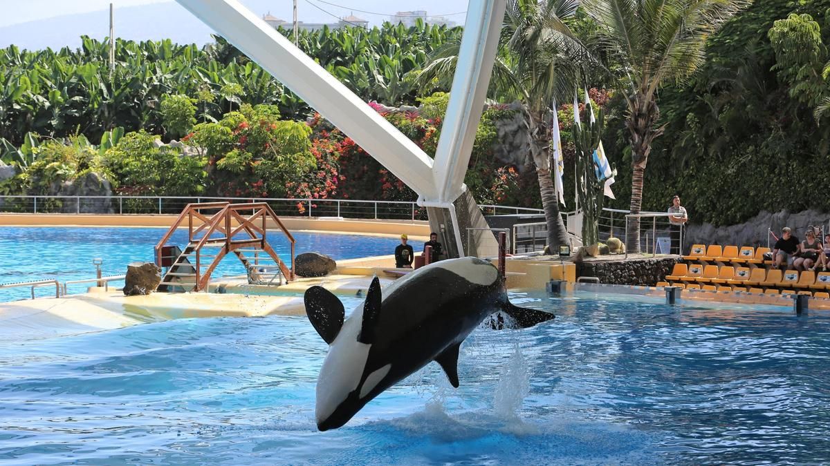 Sí se puede reclama que Canarias lidere el bienestar animal y prohíba el uso de animales marinos en espectáculos