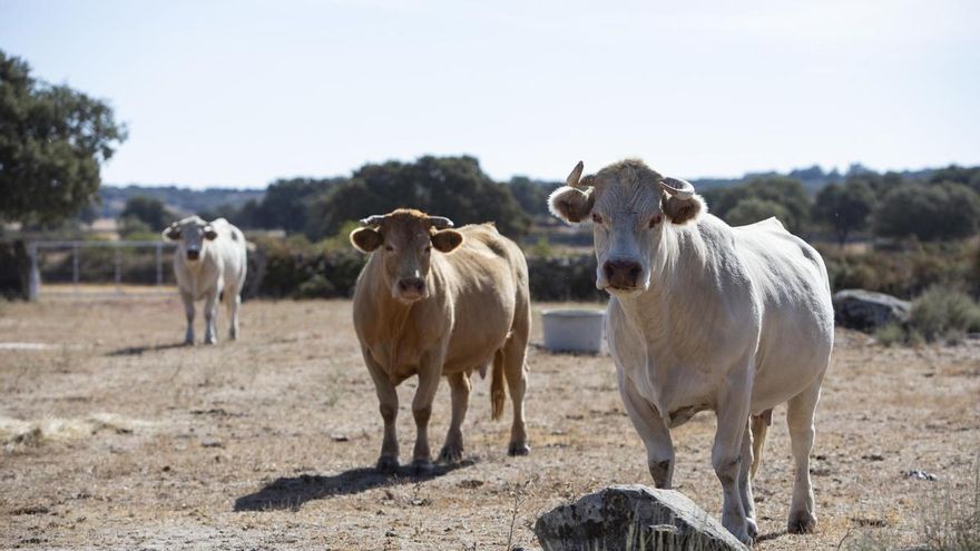 Temen que la enfermedad hemorrágica epizoótica afecte a más del 60% de la cabaña ganadera de Castilla y León
