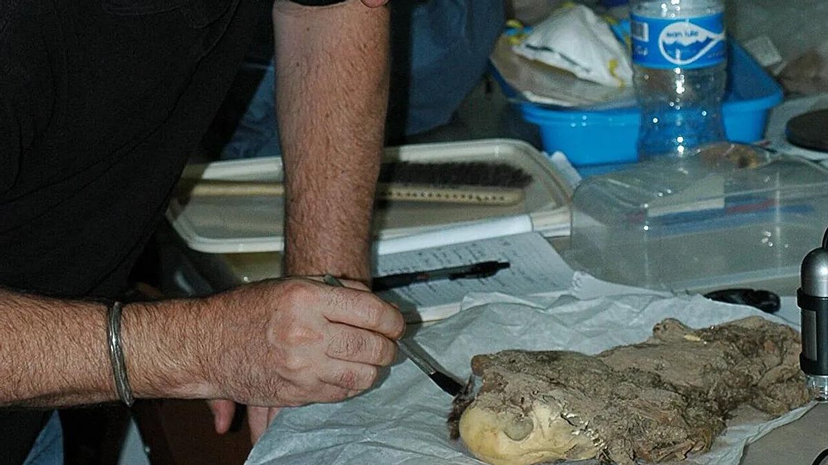 Perros momificados por esta antigua civilización andina revelan que estos animales ya eran apreciados hace más de 1.000 años