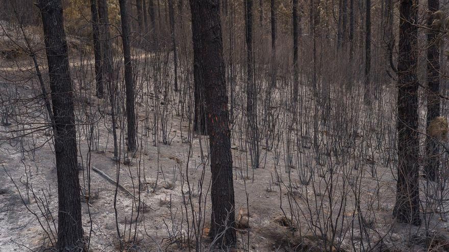 Se da por extinguido el incendio forestal de Los Realejos declarado en julio