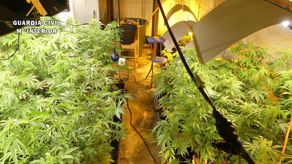 Dos detenidos y dos investigados por sendas plantaciones de marihuana en Hinojeo y Castro