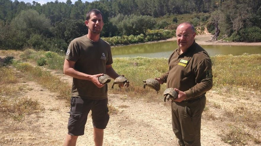 Técnicos del Consorcio para la Recuperación de la Fauna de las Islas Baleares (COFIB) liberando ejemplares de tortuga mora recuperados en el municipio mallorquín de Calvià. GOVERN DE LES ILLES BALEARS