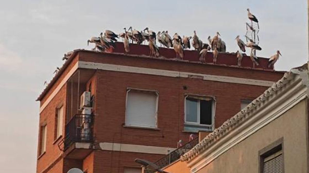 ¿Por qué hay decenas de cigüeñas este mes de agosto en la localidad toledana de Mora?