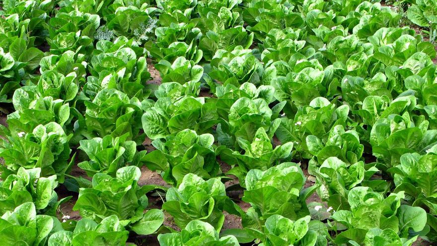 Martínez Arroyo ofrece alternativas a la empresa Florette para evitar el cierre de la planta de Iniesta, entre ellas las ayudas FOCAL