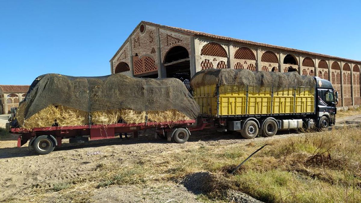 Junta y Diputación de Cáceres reparten paja a los ganaderos afectados por los incendios
