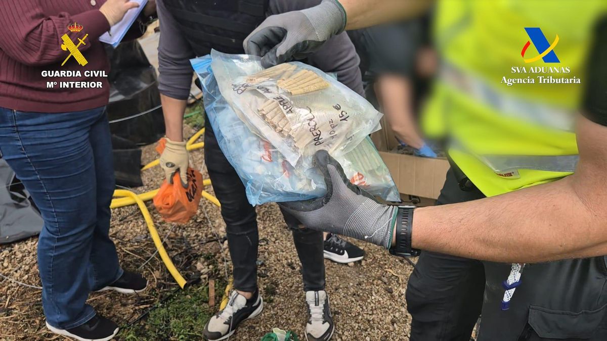 Porros incautados en el registro de la finca.