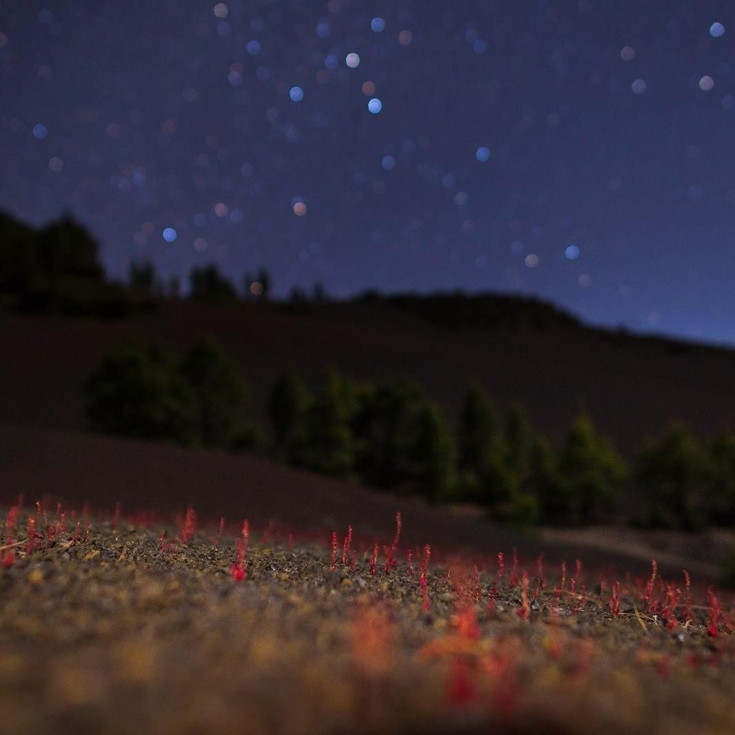 Explosión primaveral del Llano del Jable en un paisaje nocturno. Foto: ANA GARCÍA SUÁREZ