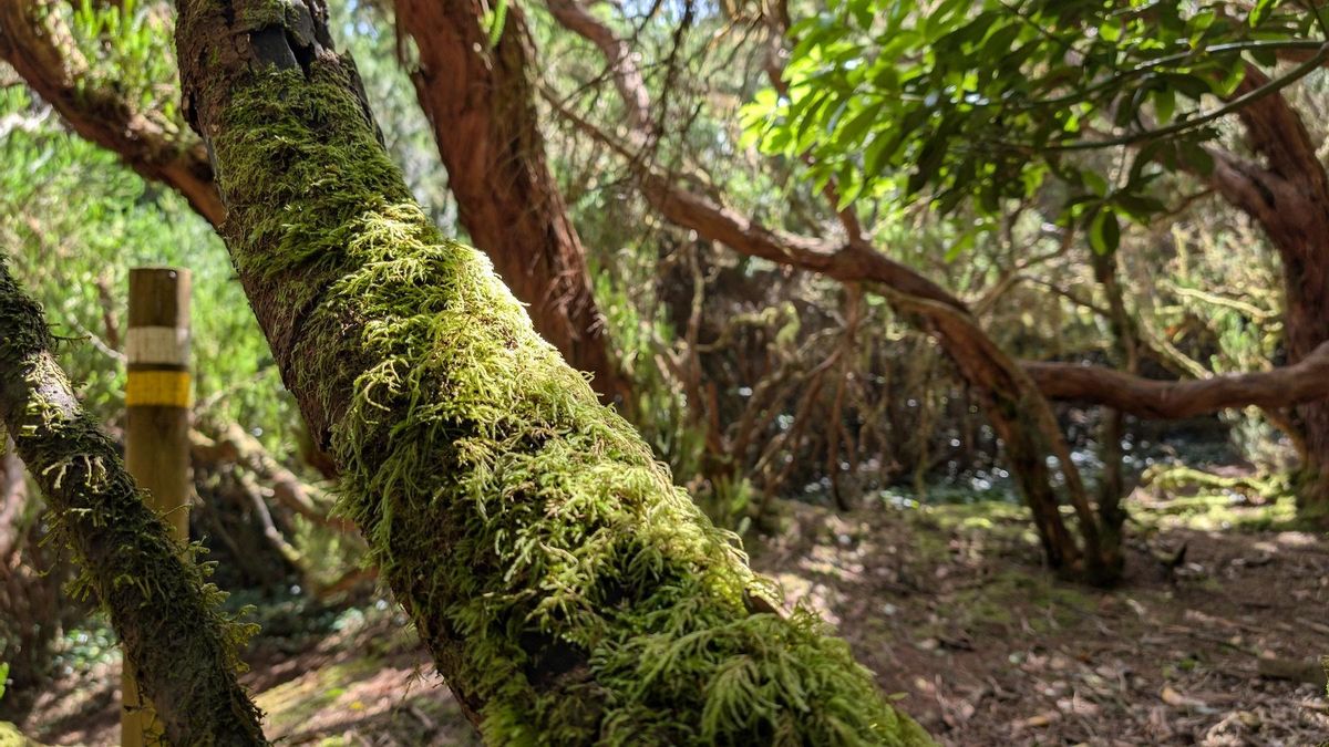 Interior del Sendero de los Sentidos, en Anaga.