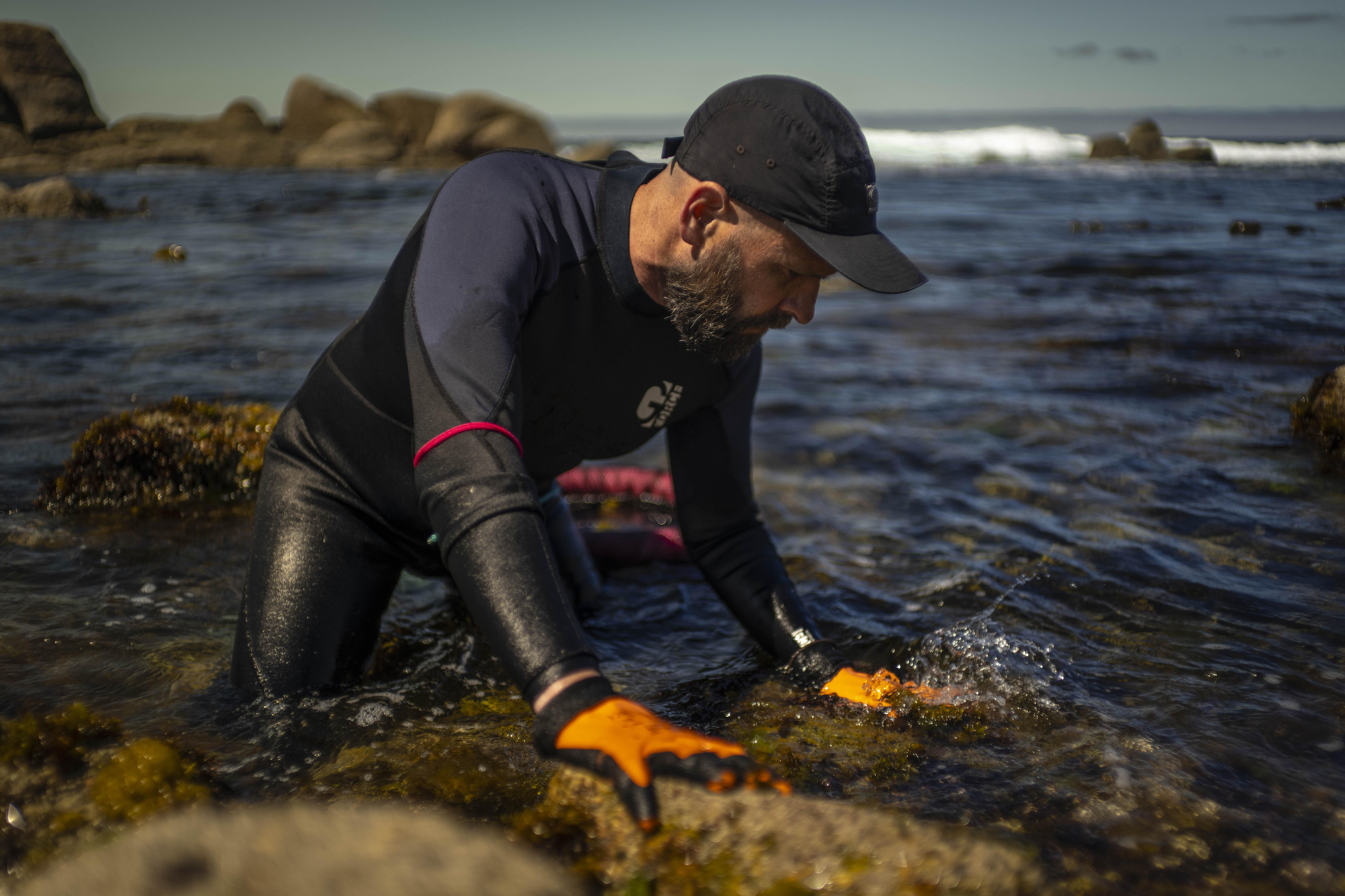 Algas como el codium o la lechuga de mar son cada vez más demandadas por hosteleros y consumidores