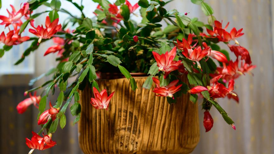 Cactus de Navidad: cinco claves para mantenerlo durante todo el año y volver a disfrutar de sus flores cada invierno
