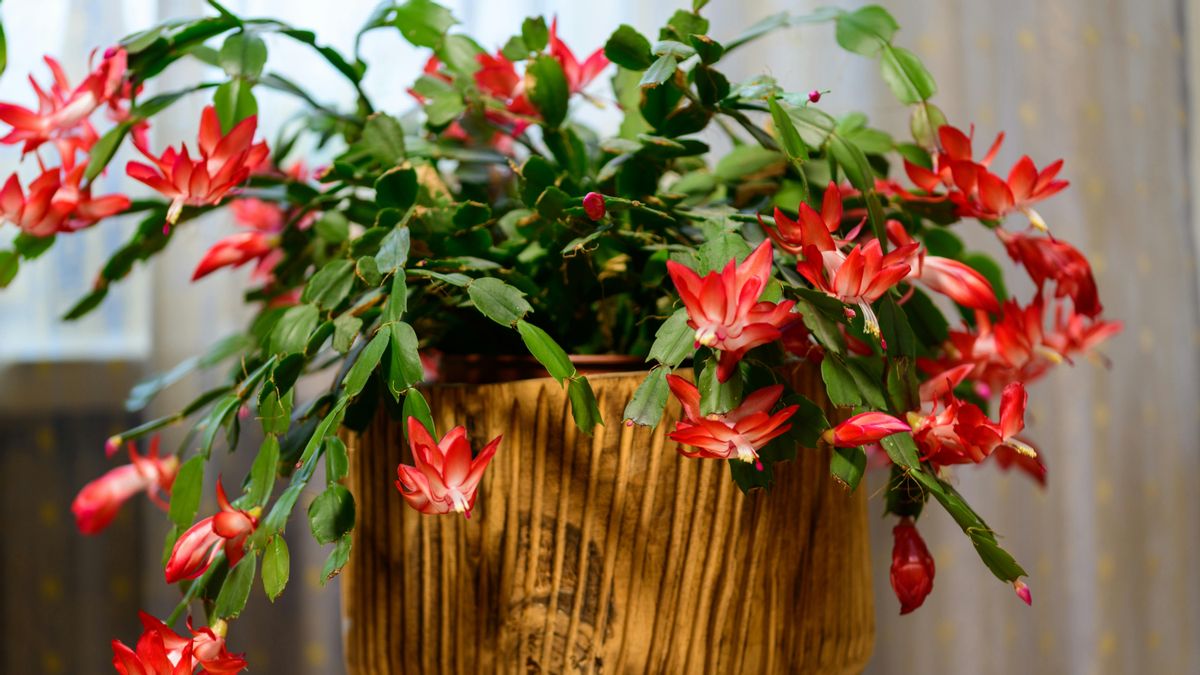 Cactus de Navidad: cinco claves para mantenerlo durante todo el año y volver a disfrutar de sus flores cada invierno