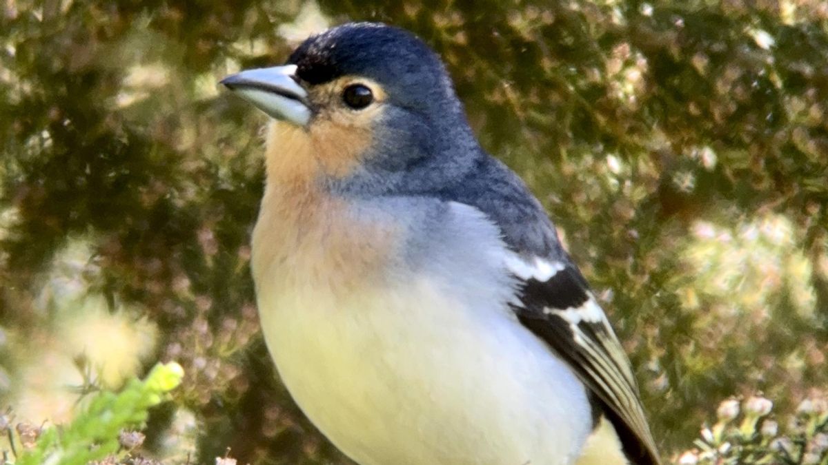 Los pájaros que viven con nosotros (I)