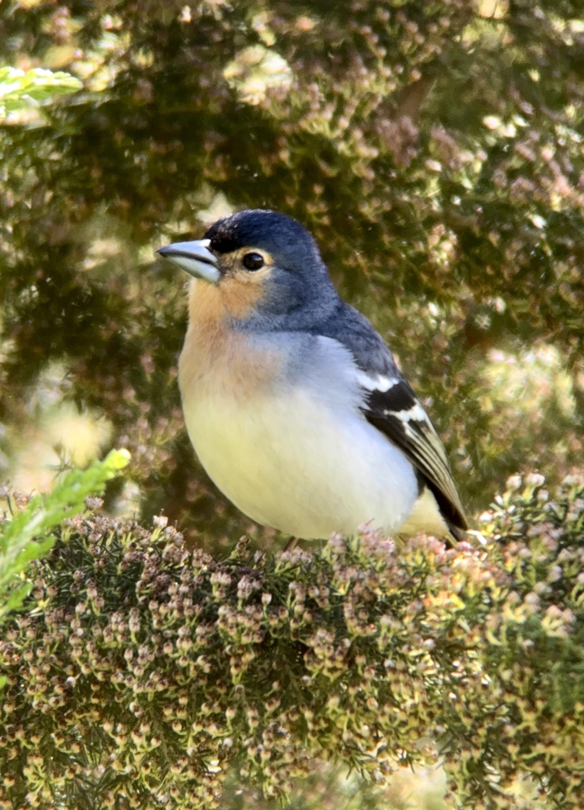Pinzón palmero (Fringilla canariensis palmae), subespecie endémica de La Palma. ULRICH G. ROTH