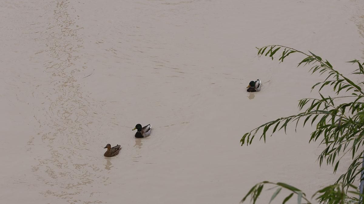 El río Guadalquivir ha superado el umbral naranja a su paso por Córdoba