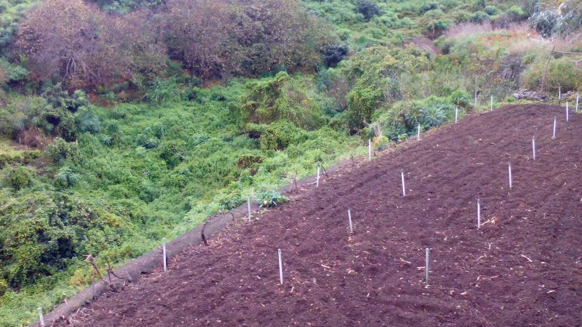 Tierra labrada