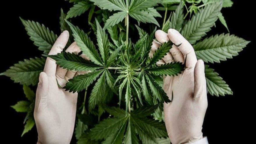 Día Mundial de la Marihuana: ¿por qué se celebra el 20 de abril?