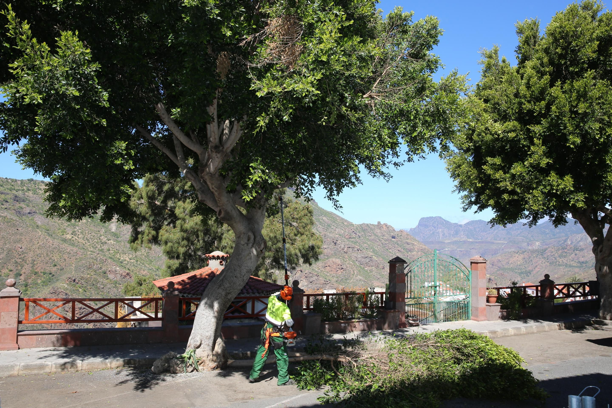 Obreros trabajando en la retirada de árboles. (Alejandro Ramos).
