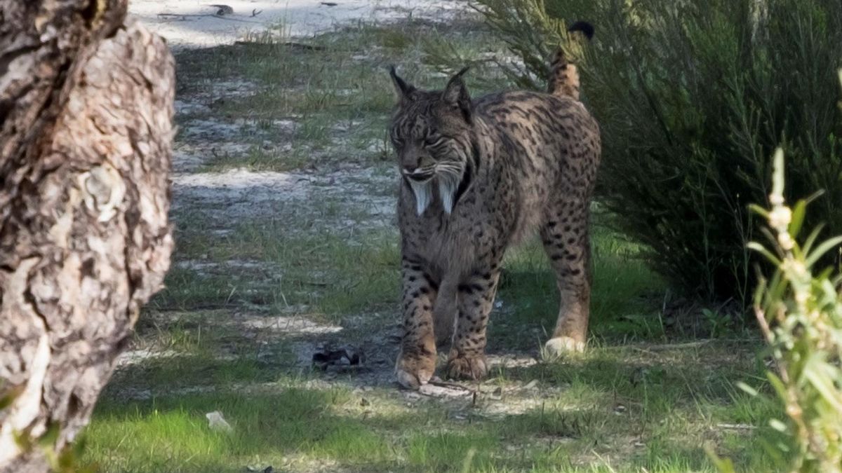 El crecimiento del lince ibérico le obliga a salir de su zona conocida y enfrentarse a más peligros