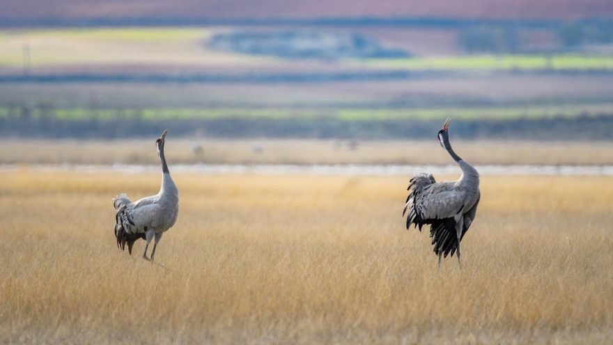 Dos años de trabajo para recuperar la Laguna de El Hito, un humedal único en Europa