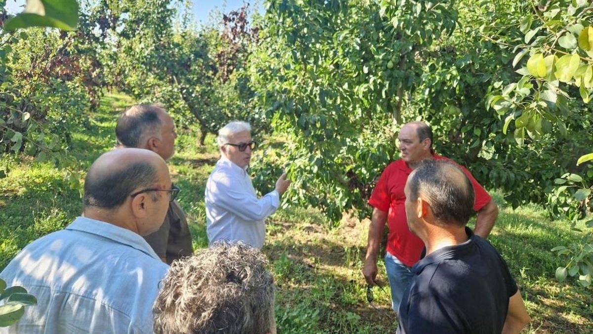 Agricultura presenta un plan de reconversión varietal para hacer frente al avance del fuego bacteriano