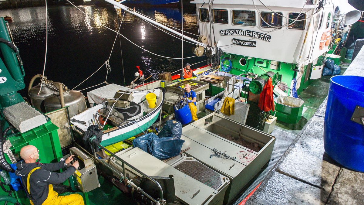El primer bonito del norte se subasta en Avilés a 120 euros el kilo, por debajo del precio de otras campañas