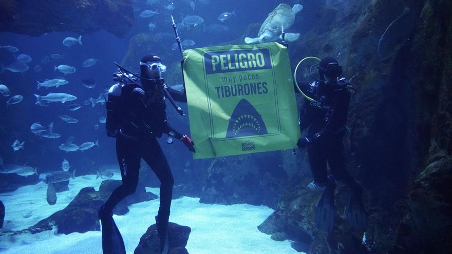 La transformación del Bioparc Acuario de Gijón: un modelo de excelencia en la conservación marina