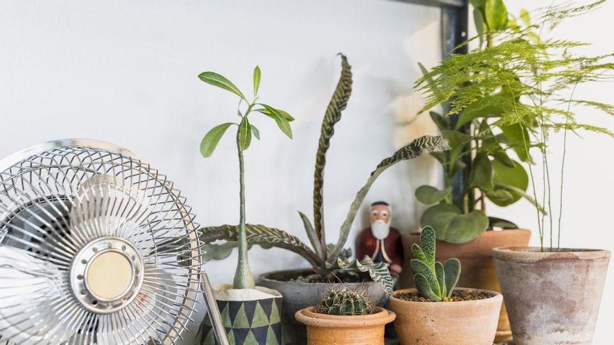 Cuatro métodos caseros para aumentar la humedad en el ambiente cuando encendemos los ventiladores o el aire acondicionado