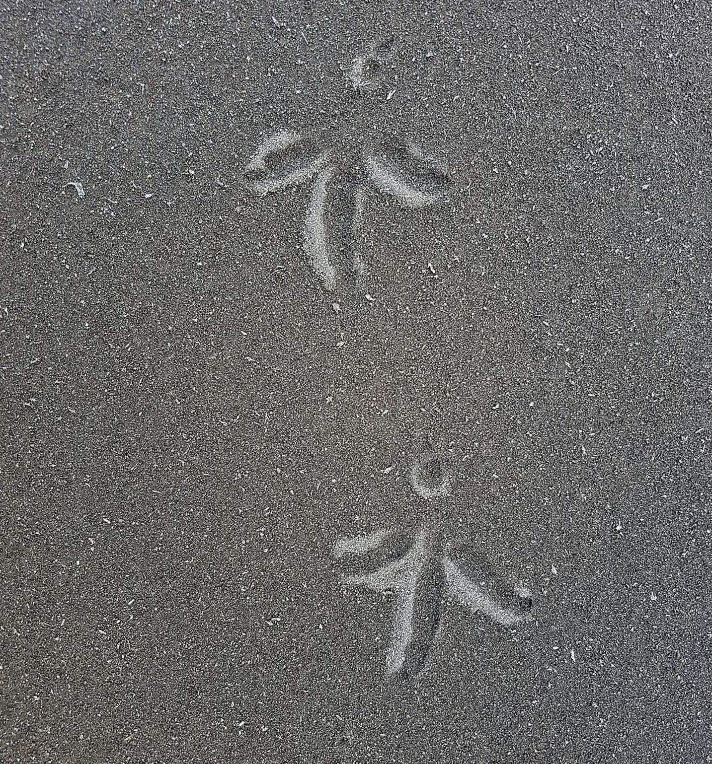 Huellas de gaviota sobre la ceniza