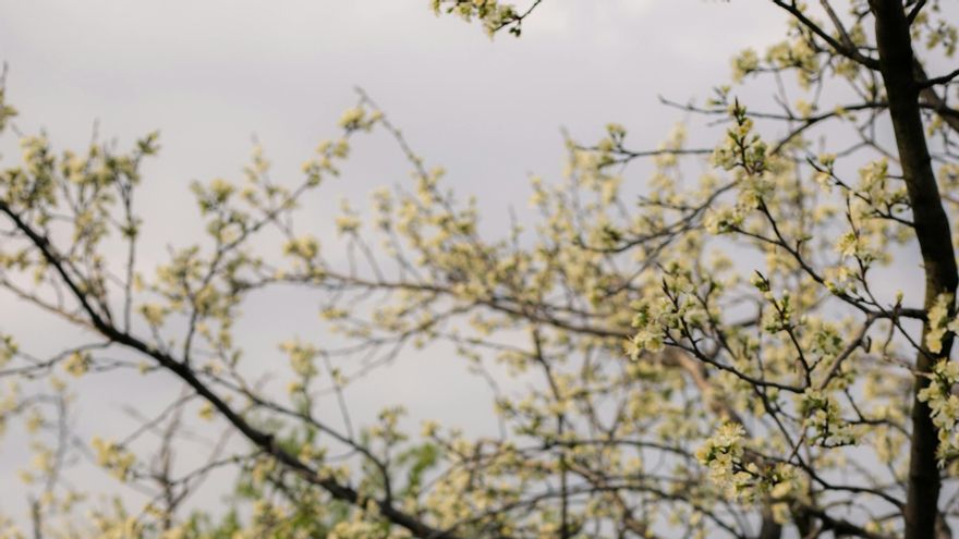 ¿Sabías que los gatos tienen la misma personalidad que sus dueños?