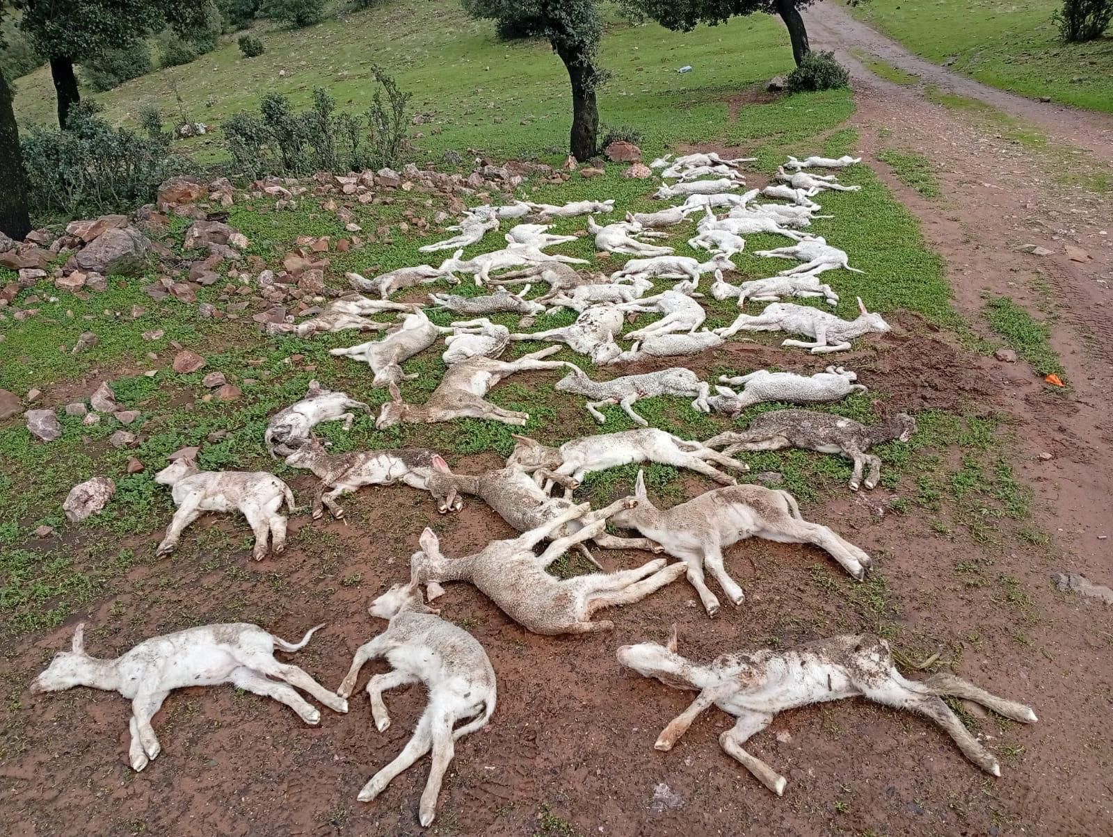 Las pérdidas de animales se cuentan por miles.