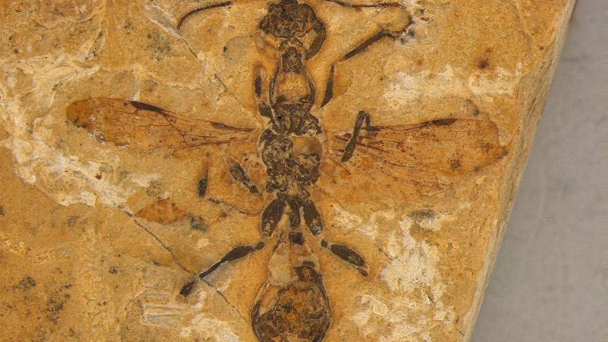 Descubren en Brasil el fósil de hormiga más antiguo, del Cretácico y conservada en piedra