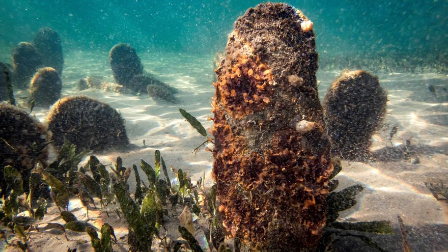 La nacra, el 'mejillón gigante' del Mediterráneo en peligro crítico de extinción