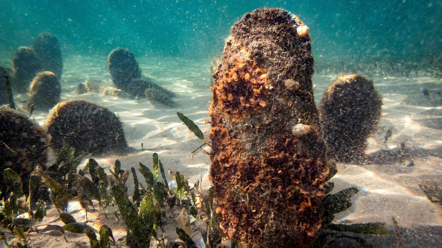 Los científicos tratan de salvar las últimas poblaciones de nacra, el segundo mayor molusco bivalvo del planeta y en peligro crítico de extinción, en las dos únicas zonas del mediterráneo español donde aún sobrevive esta especie, vital para la biodiversidad marina y considerada una depuradora natural del agua.En la imagen,población de nacra en la bahía dels Alfacs, en el Delta del Ebro (Tarragona), una especie vital para la biodiversidad marina que desde 2016 está desapareciendo en todo el Mediterráneo a causa, principalmente, de un protozoo parásito de origen desconocido. EFE/Instituto De Investigación Y Tecnología Agroalimentaria (IRTA) ///FOTOGRAFÍA CEDIDA/// CRÉDITO OBLIGATORIO//