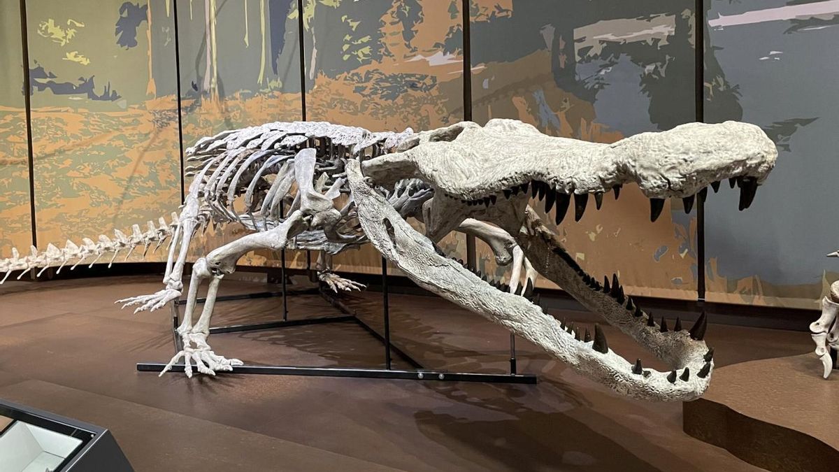 El nombre quedó fijado en 2020 tras la publicación de un estudio especializado