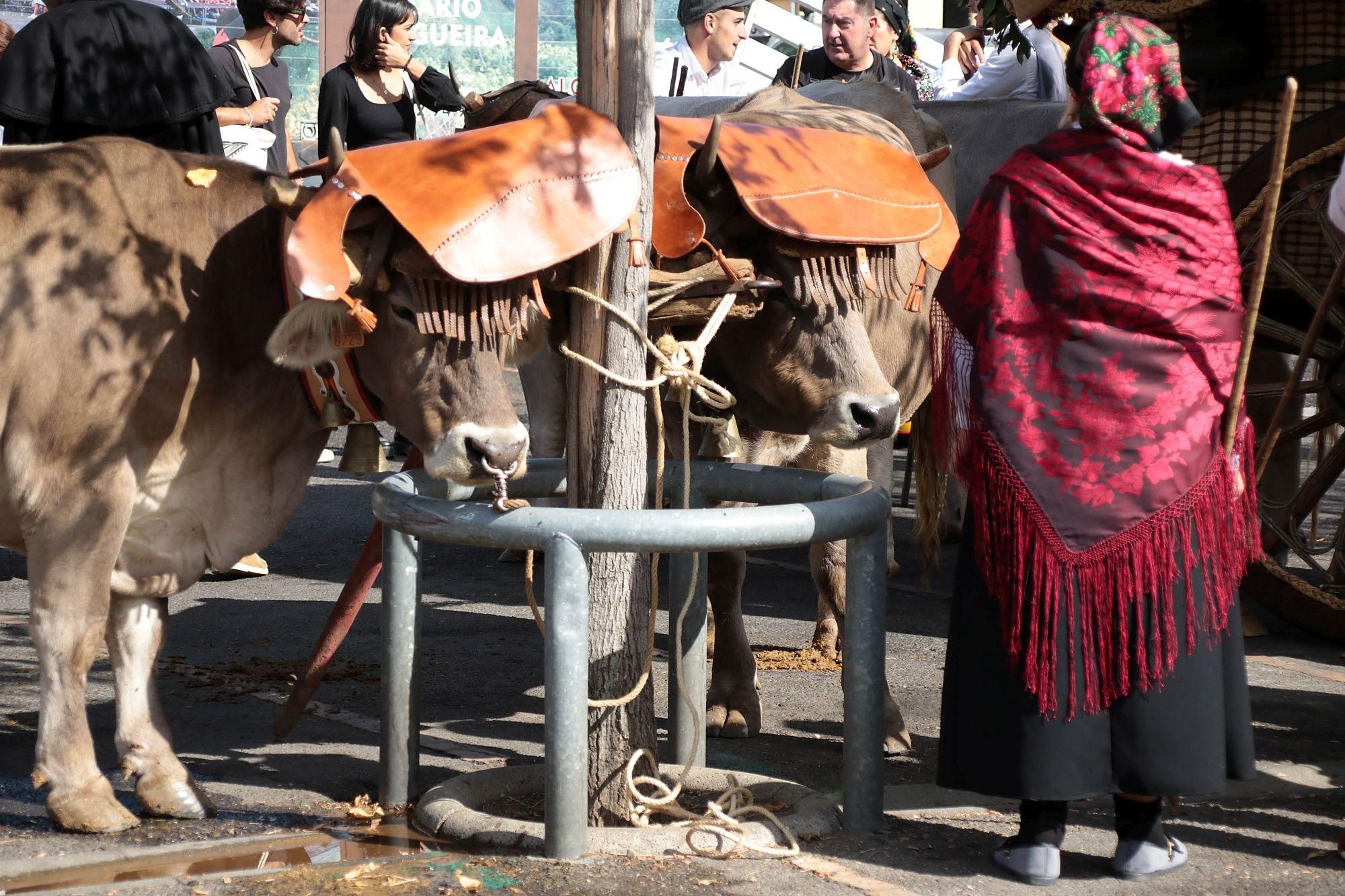 Más de 350 pendones y desfile de carros engalanados hubo hoy en León