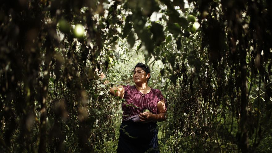 Agroecología en El Salvador: El éxito de un proyecto liderado por mujeres