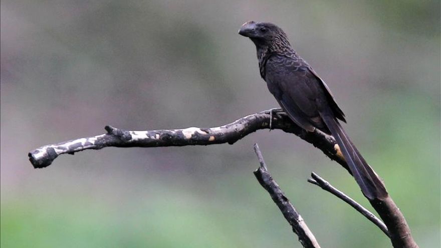 Un equipo de EE.UU. gana el rally de aves en Perú al avistar 636 especies