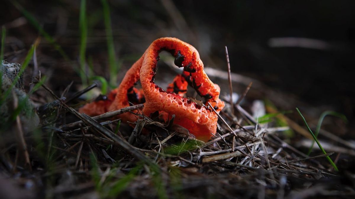 El 'Clathrus ruber' desprende un olor muy característico: a carne podrida.