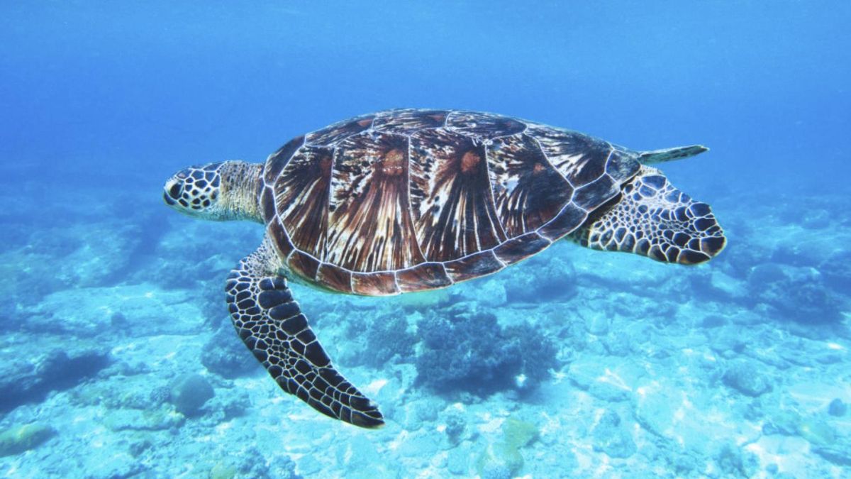 Ese tejido se forma con queratina y guarda el pasado