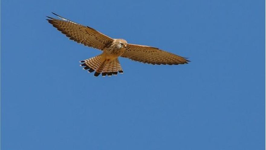 Foto José Manuel Armengod