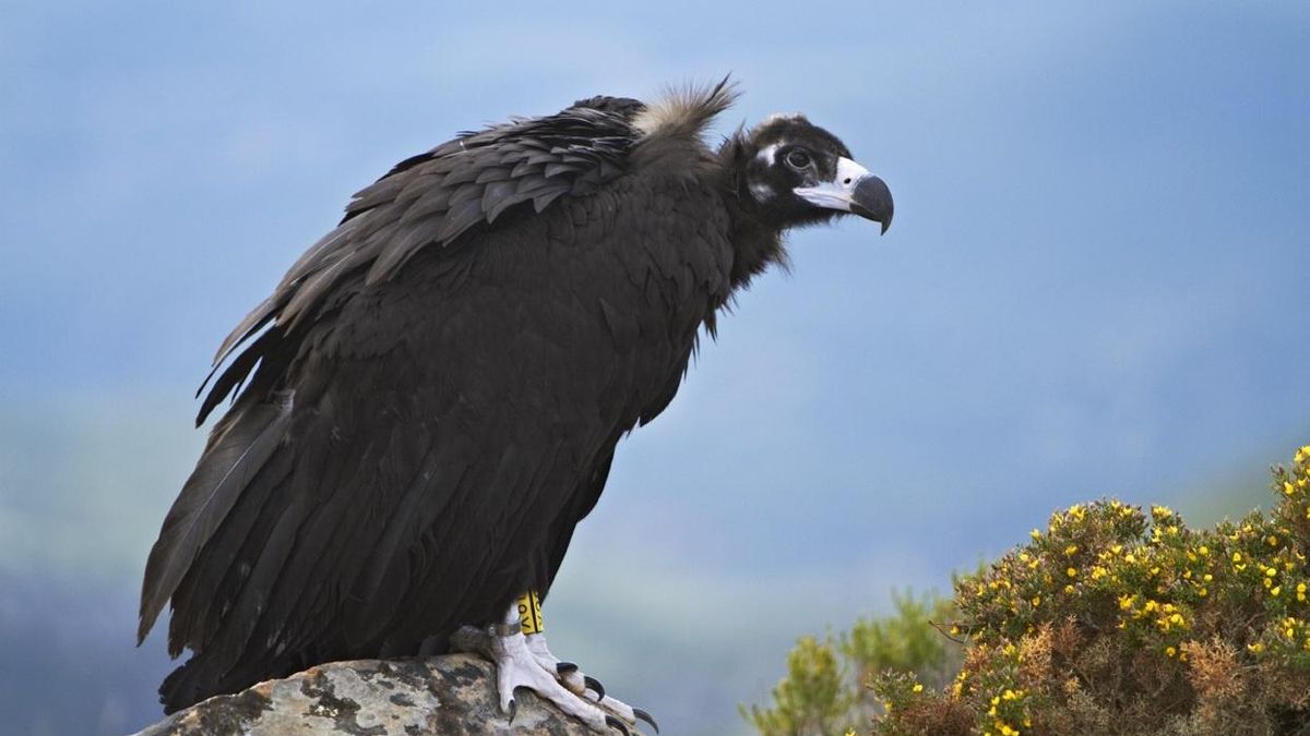 Buitres negros andaluces se trasladan a Lleida dentro del proyecto de reintroducción de esta especie en el Pirineo