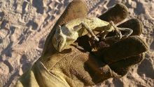 Camaleón muerto en el incendio de los pinares de Mazagón