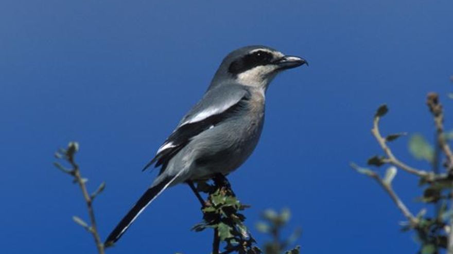 El 37% de las especies de aves comunes en España se encuentran en una situación desfavorable