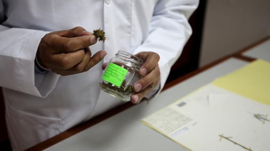 Imagen fechada el 26 de septiembre de 2019, que muestra al profesor Omar Vacas, científico del Herbario de la Pontificia Universidad Católica de Ecuador (PUCE), mientras enseña una muestra de marihuana en una entrevista a Efe, en Quito (Ecuador).