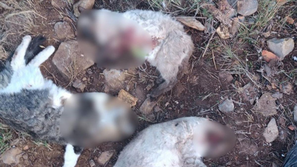 La Guardia Civil de Teruel investiga a una persona tras la muerte de varios gatos por disparos en La Puebla de Valverde