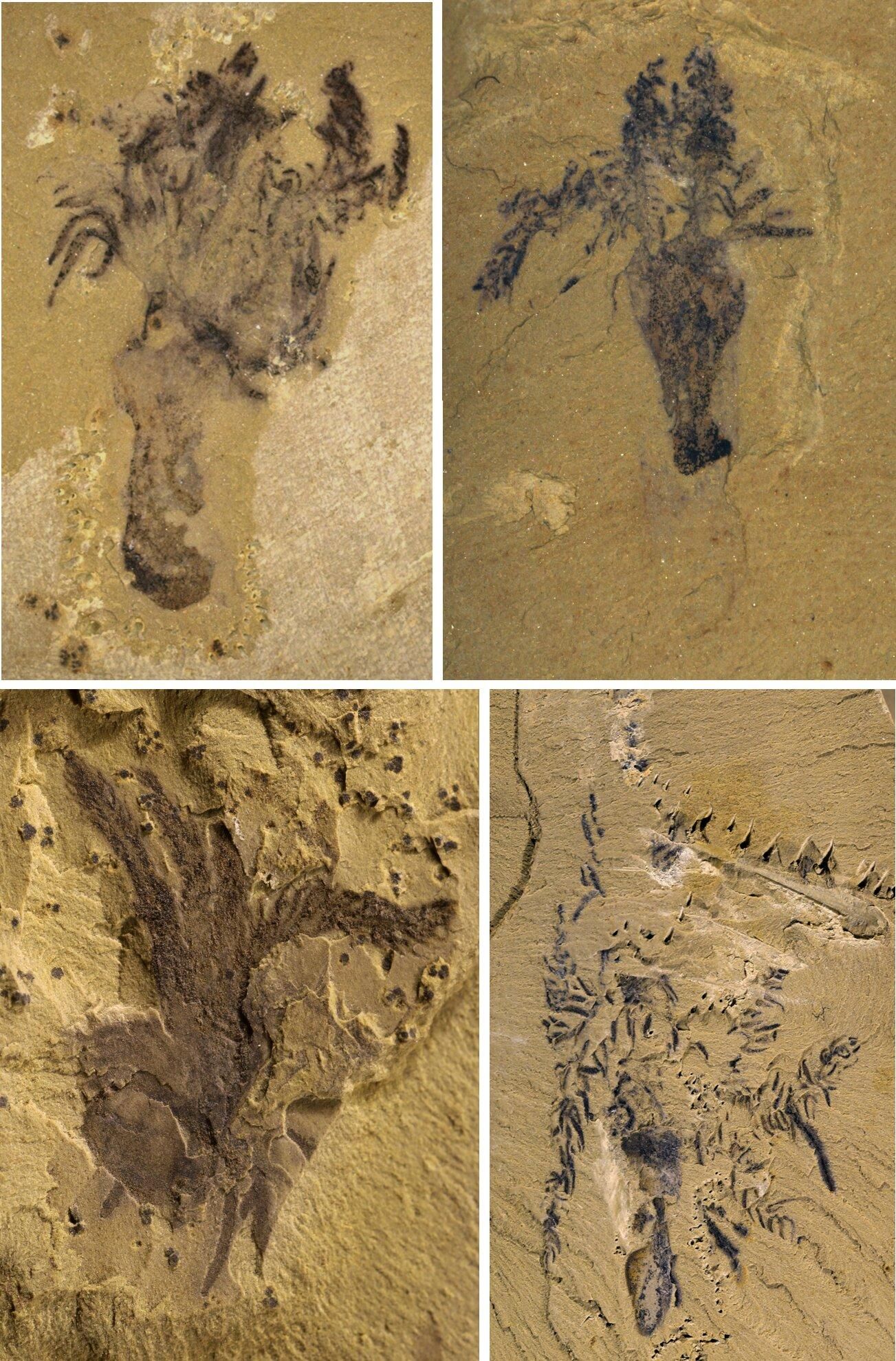 Fósiles de Yujingia glutenotunica. Crédito: Kaiyue He et al.