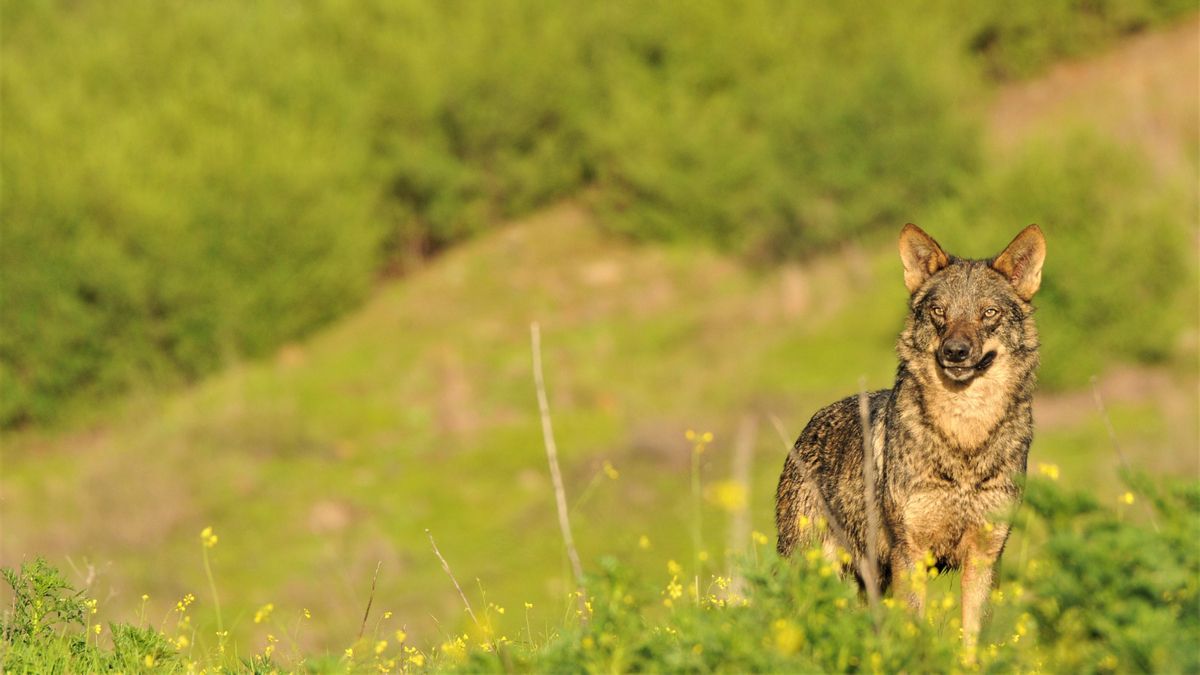 El Gobierno pide a las comunidades que revisen sus censos del lobo porque algunas “no cumplen con el rigor científico”