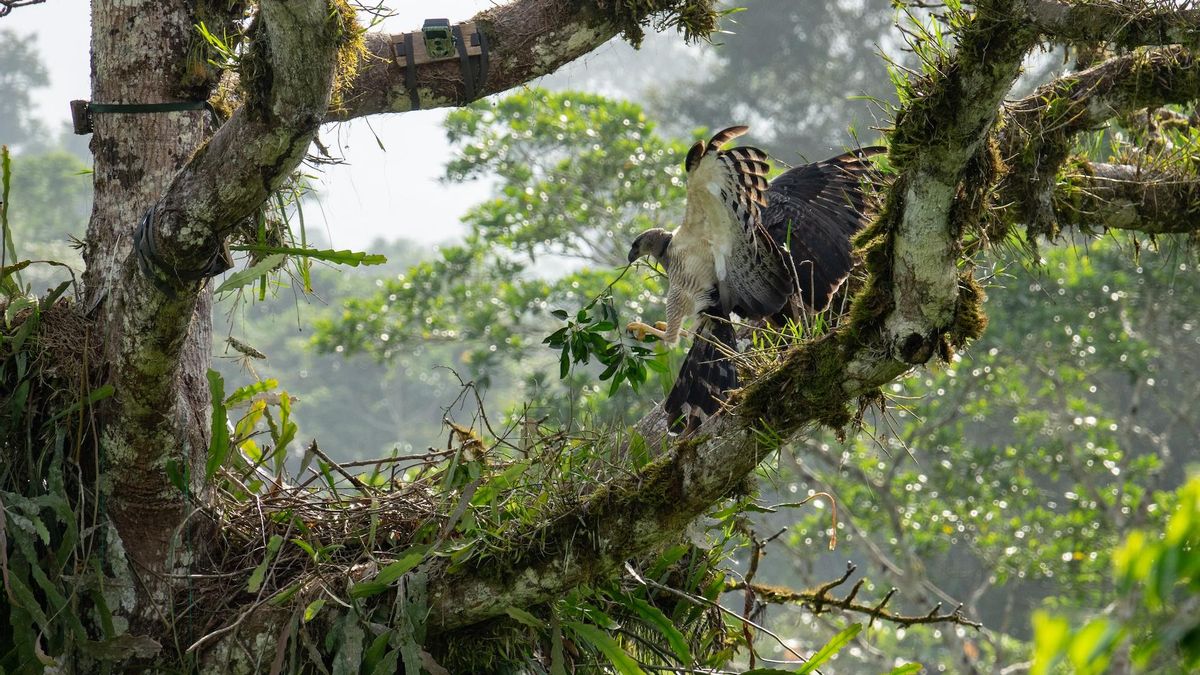 Hembra de águila crestada (Morphnus guianensis) llegando a su nido con una rama mientras es monitoreada por dos cámaras trampa previamente instaladas. Foto: cortesía Mateo Giraldo Amaya