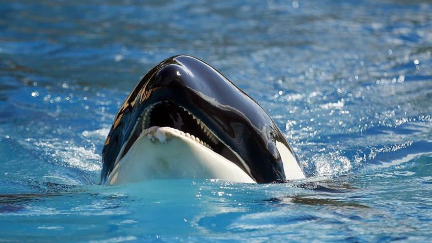 Morgan, la orca sorda del Loro Parque, será madre a la vuelta del verano