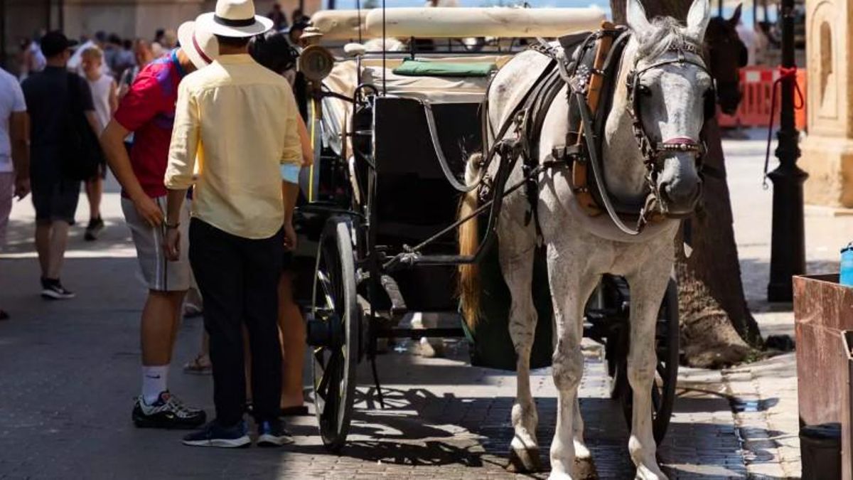 L'ajuntament de Palma atribueix a "incidents de trànsit" la caiguda de dos cavalls de carrossa en menys de 48 hores